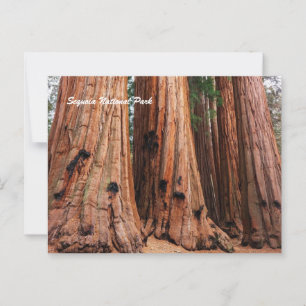 Carte Postale Parc national de Sequoia