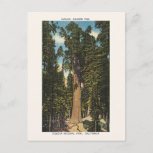 Carte Postale Parc national de Sequoia Général Sherman Tree