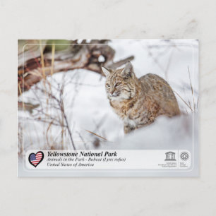 Carte Postale Parc national de Yellowstone - Bobcat
