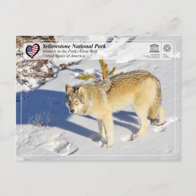 Carte Postale Parc national de Yellowstone - Loup gris (Devant)