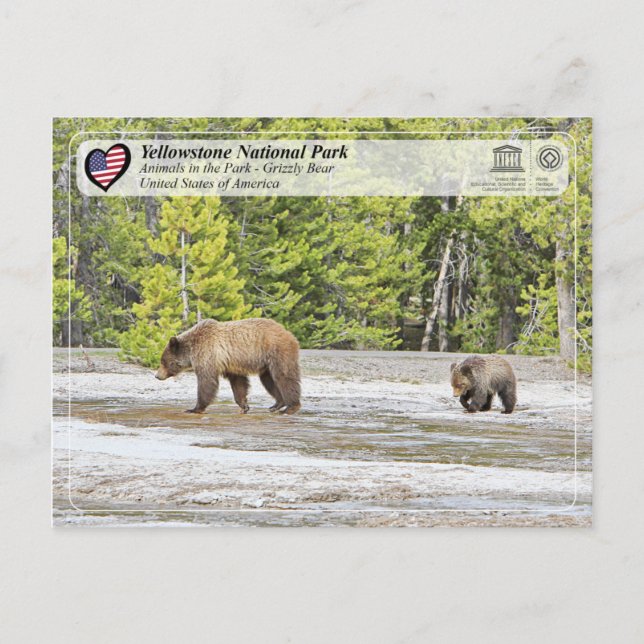 Carte Postale Parc national de Yellowstone - Ours grizzli (Devant)