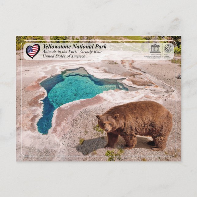 Carte Postale Parc national de Yellowstone - Ours grizzli (Devant)