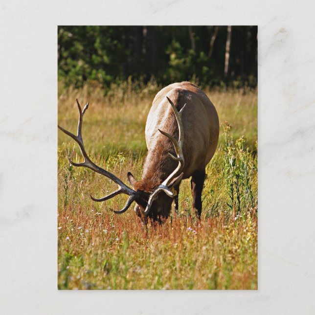 Carte Postale parc national de yellowstone, wapiti (Devant)