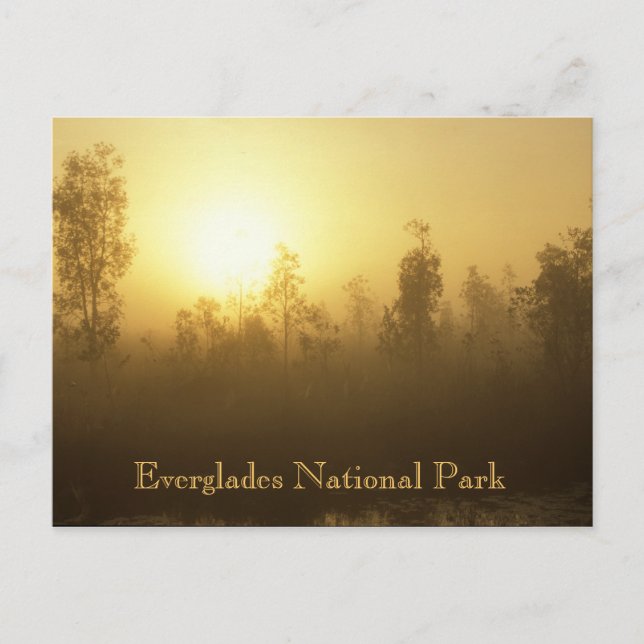 Carte Postale Parc national des Everglades (Devant)