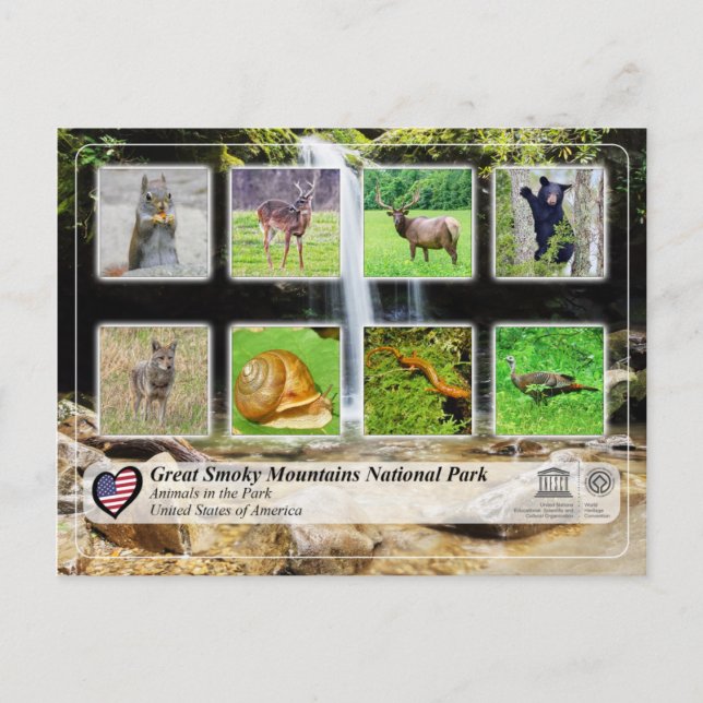 Carte Postale Parc national des Great Smoky Mountains - Animaux (Devant)