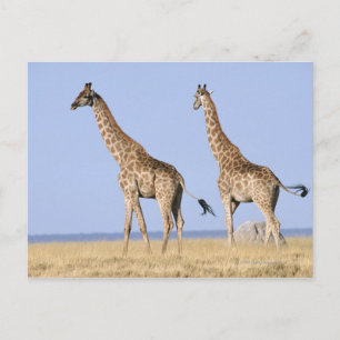 Carte Postale Parc national d'Etosha, Namibie