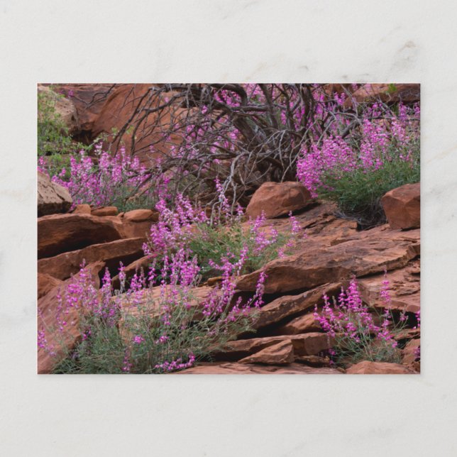 Carte Postale Parc national du Capitol Reef, Utah, États-Unis (Devant)