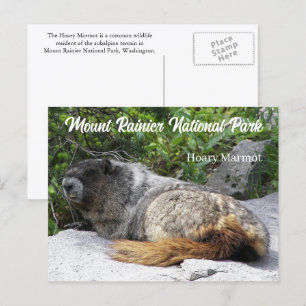 Carte Postale Parc national du Mont-Rainier Photo de la marmotte