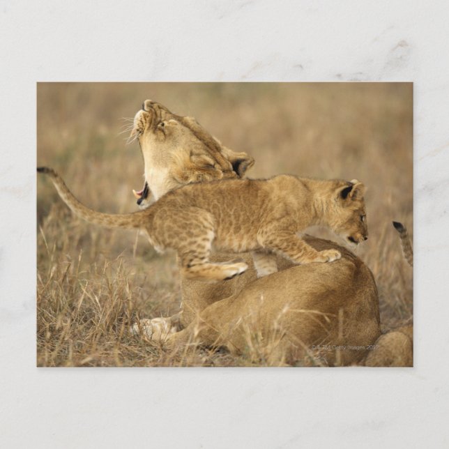 Carte Postale Parc national du Serengeti, Tanzanie (Devant)