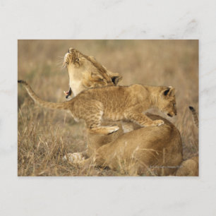 Carte Postale Parc national du Serengeti, Tanzanie