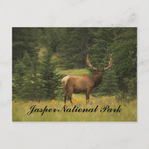 Carte postale - Parc national Jasper
