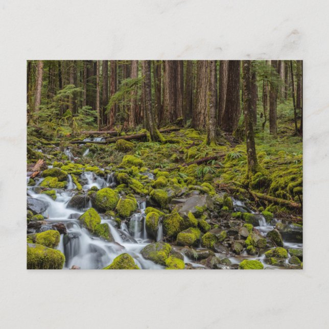 Carte Postale Parc national olympique, État de Washington (Devant)