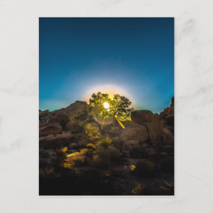 Carte Postale Parc national Sunrise Joshua Tree