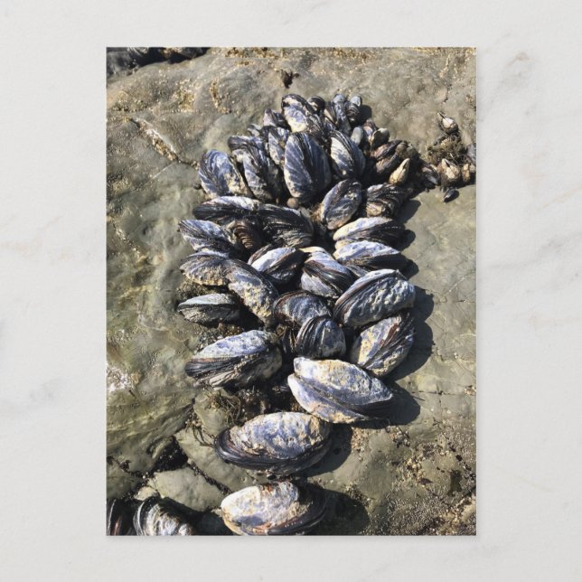 Carte Postale Parc Rock State de Sisters (Devant)