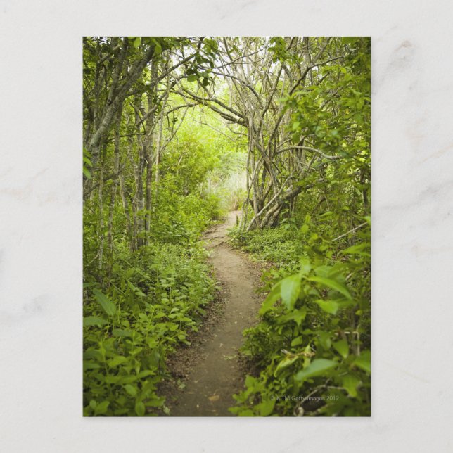 Carte Postale Parcours à travers la forêt (Devant)