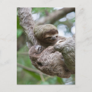 Carte Postale Paresseux bébé avec sa mère suspendue à un arbre