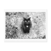 Parler de chat
