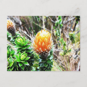 Carte Postale Parque Las Cajas, Equateur