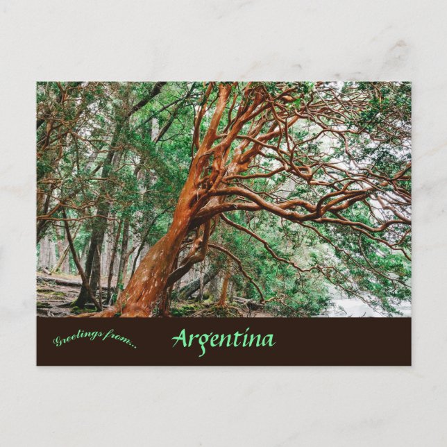 Carte Postale Parque Nacional Los Alerces Chubut Argentine (Devant)