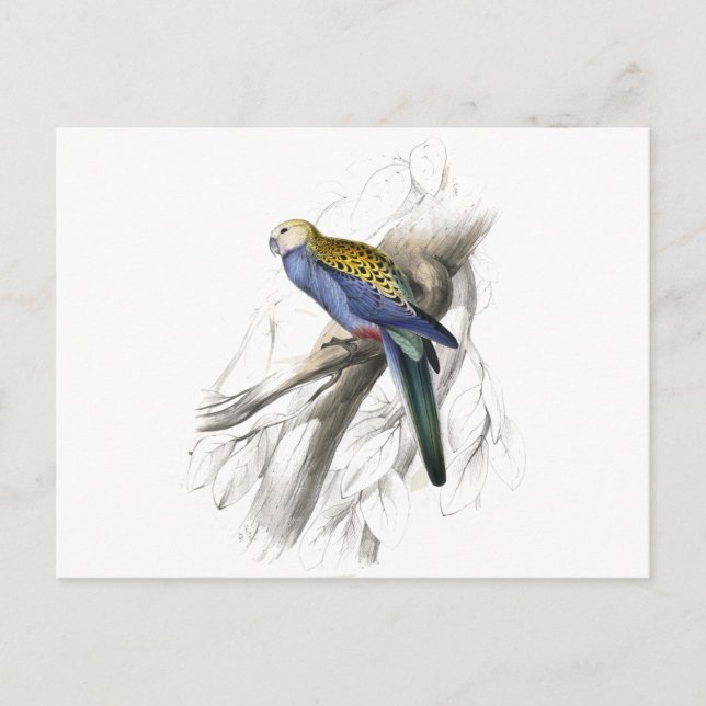 Carte Postale Parrakeet à tête blanche par Edward Lear (Devant)
