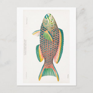 CARTE POSTALE "PARROTFISH" VIE MARINE