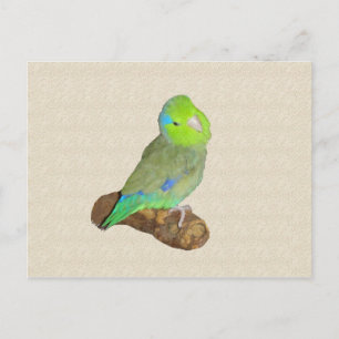 Carte Postale Parrotlet mâle vert