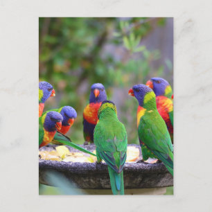 Carte Postale Parrots colorés Arc-en-ciel Lorikeet Manger