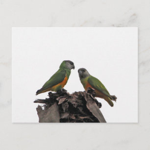 Carte Postale Parrots du Sénégal