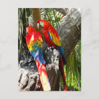 CARTE POSTALE PARROTS SHY