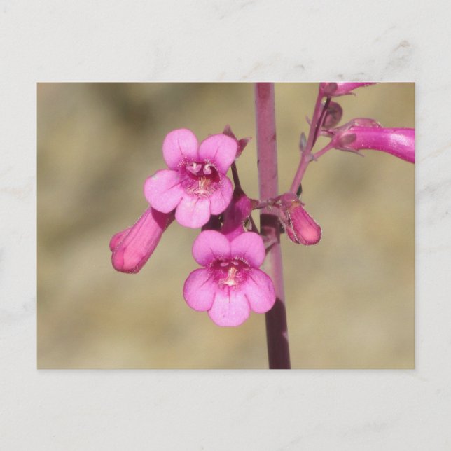 Carte Postale Parry's Penstemon (Devant)