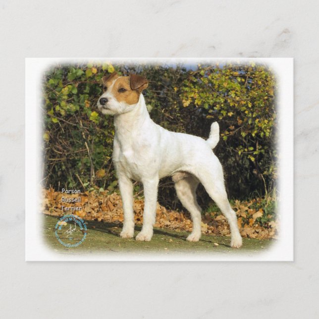 Carte Postale Parson Russell Terrier 9T016D-223 (Devant)