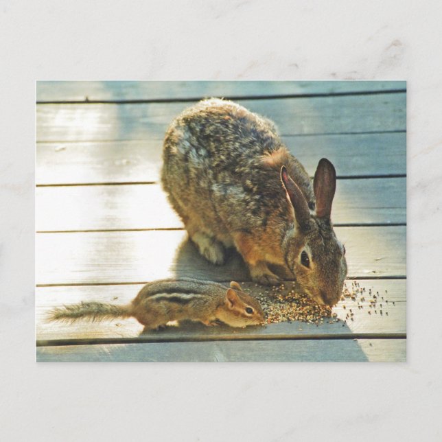 Carte Postale Partage Bunny et Chipmunk (Devant)