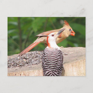 Carte postale Partage de semences