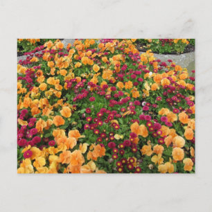 Carte Postale Parterre de fleurs orange et rouge