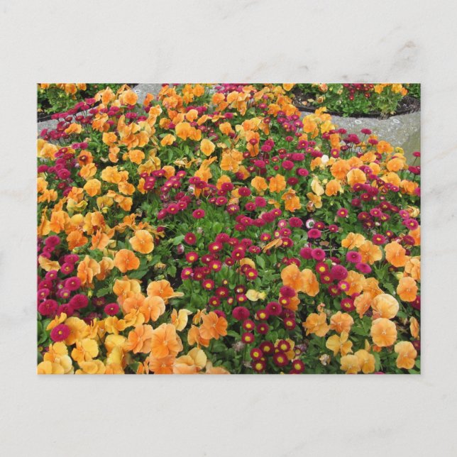 Carte Postale Parterre de fleurs orange et rouge (Devant)
