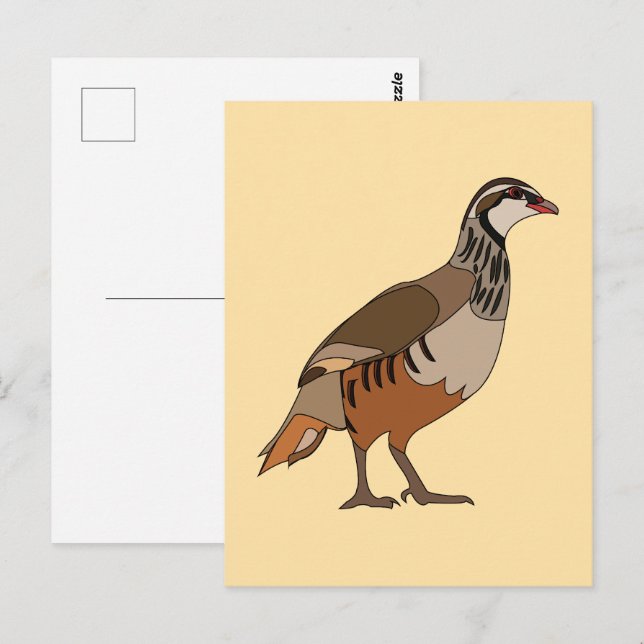 Carte Postale Partridge Chukar Bird (Devant / Derrière)