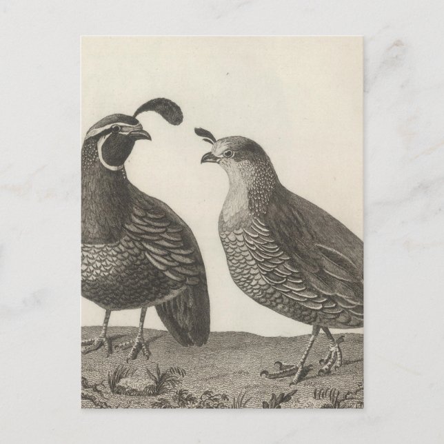 Carte Postale Partridge masculin et féminin de Californie (Devant)
