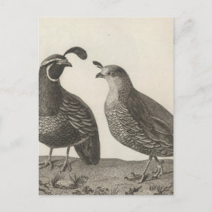 Carte Postale Partridge masculin et féminin de Californie