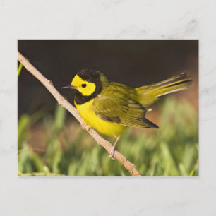 Carte Postale Paruline à capuchon Wilsonia citrina)