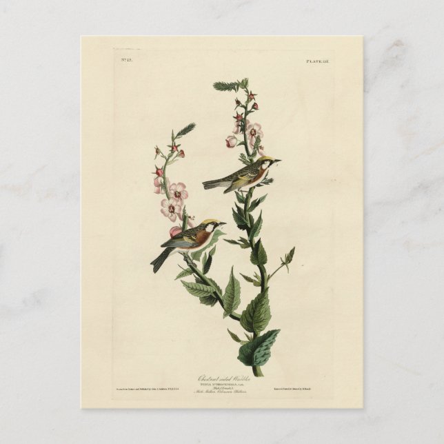Carte Postale Paruline à châtaignes, Oiseaux d'Amérique d'Audubo (Devant)