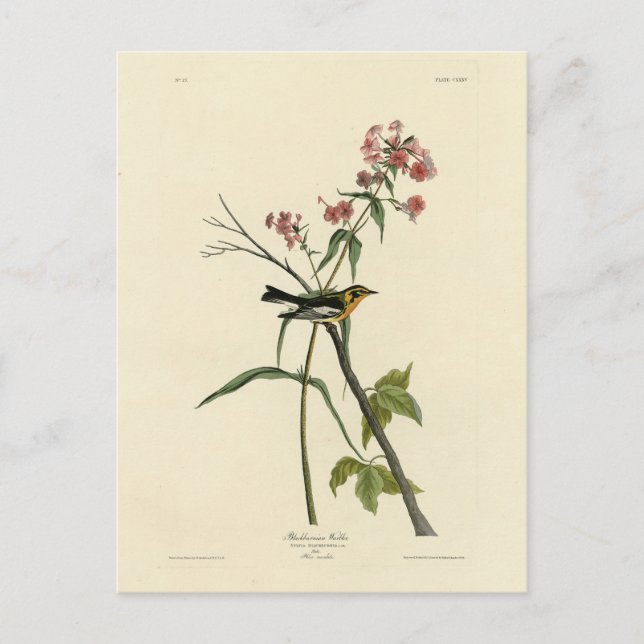 Carte Postale Paruline à gorge orangée - Les Oiseaux d'Amérique  (Devant)