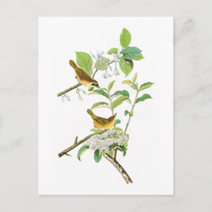 Carte Postale Paruline à poitrine jaune John Audubon Birds Améri