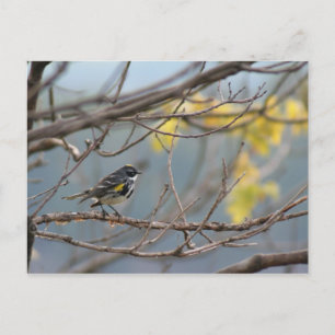 Carte postale Paruline à rumeurs jaunes