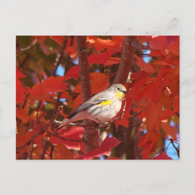Carte Postale Paruline à rumeurs jaunes (Devant)