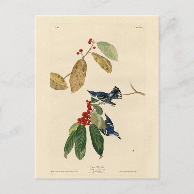 Carte Postale Paruline azurée (Cerulean), Audubon Birds of Ameri (Devant)