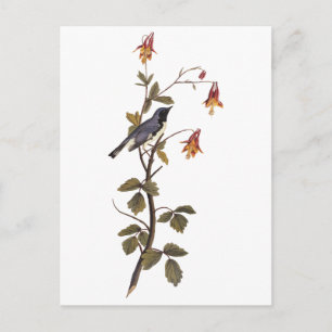 Carte Postale Paruline bleue à gorge noire Audubon Art Vintage