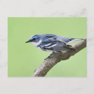 Carte Postale Paruline de Cérulean