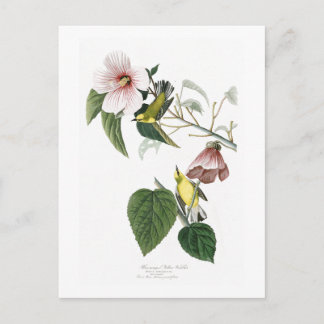 Carte Postale Paruline jaune à ailes bleues Audubon Birds Amériq