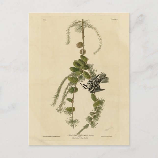 Carte Postale Paruline noir et blanc - Les Oiseaux d'Amérique d' (Devant)