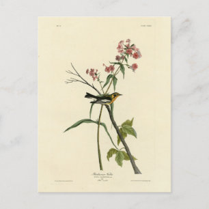 Carte Postale Paruline noire - Audubon's Birds of America